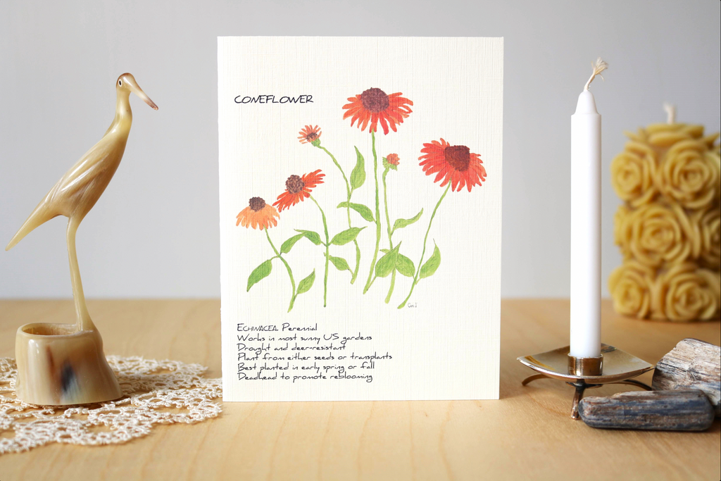 Watercolor card of coneflowers